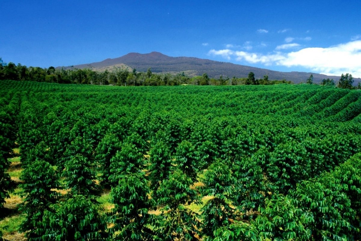 hidden-gems-of-hawaiis-kona-coffee-plantations