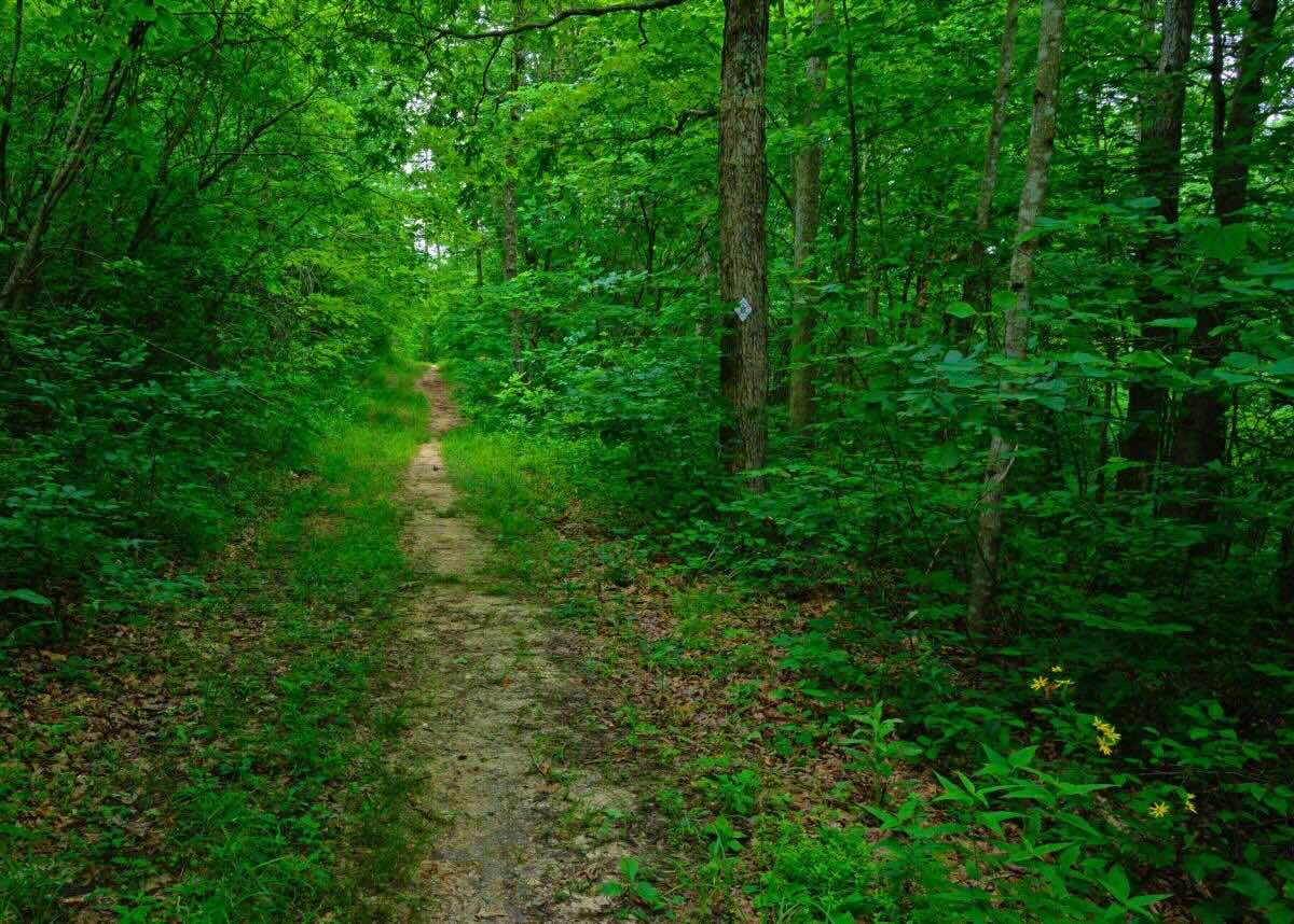 Hidden-Gems-Of-Kentucky8217s-Sheltowee-Trace-National-Forest hidden-gems-of-kentuckys-sheltowee-trace-national-forest