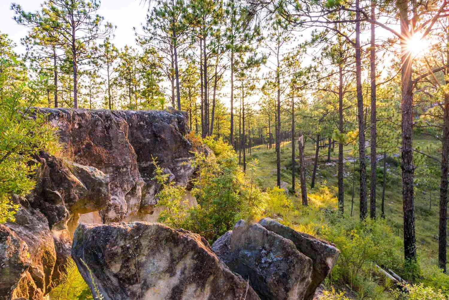hidden-gems-of-kisatchie-national-forest-longleaf-vista