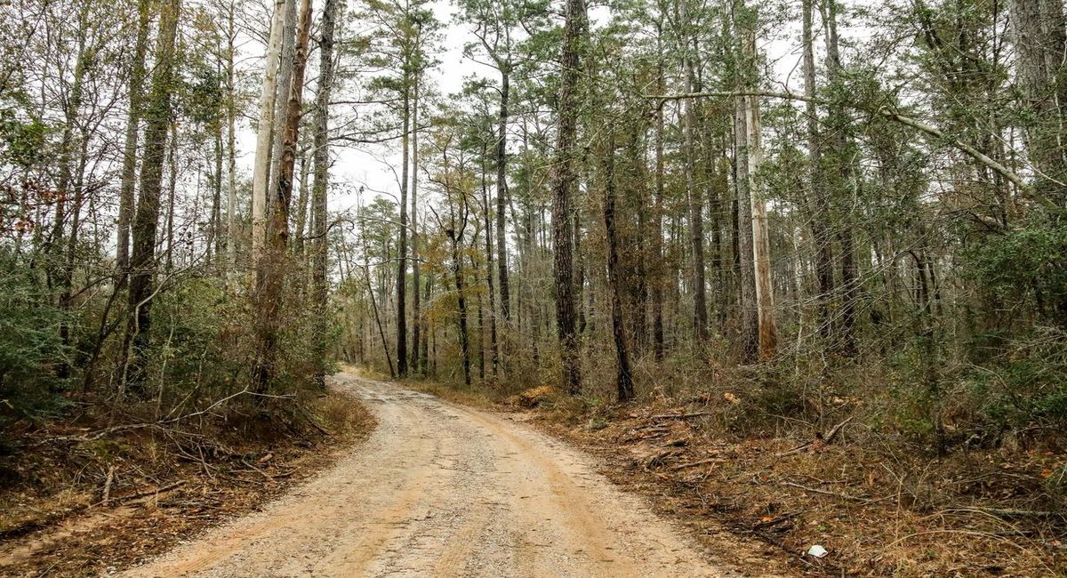 hidden-gems-of-louisianas-kisatchie-national-forest-wild-azalea-trail