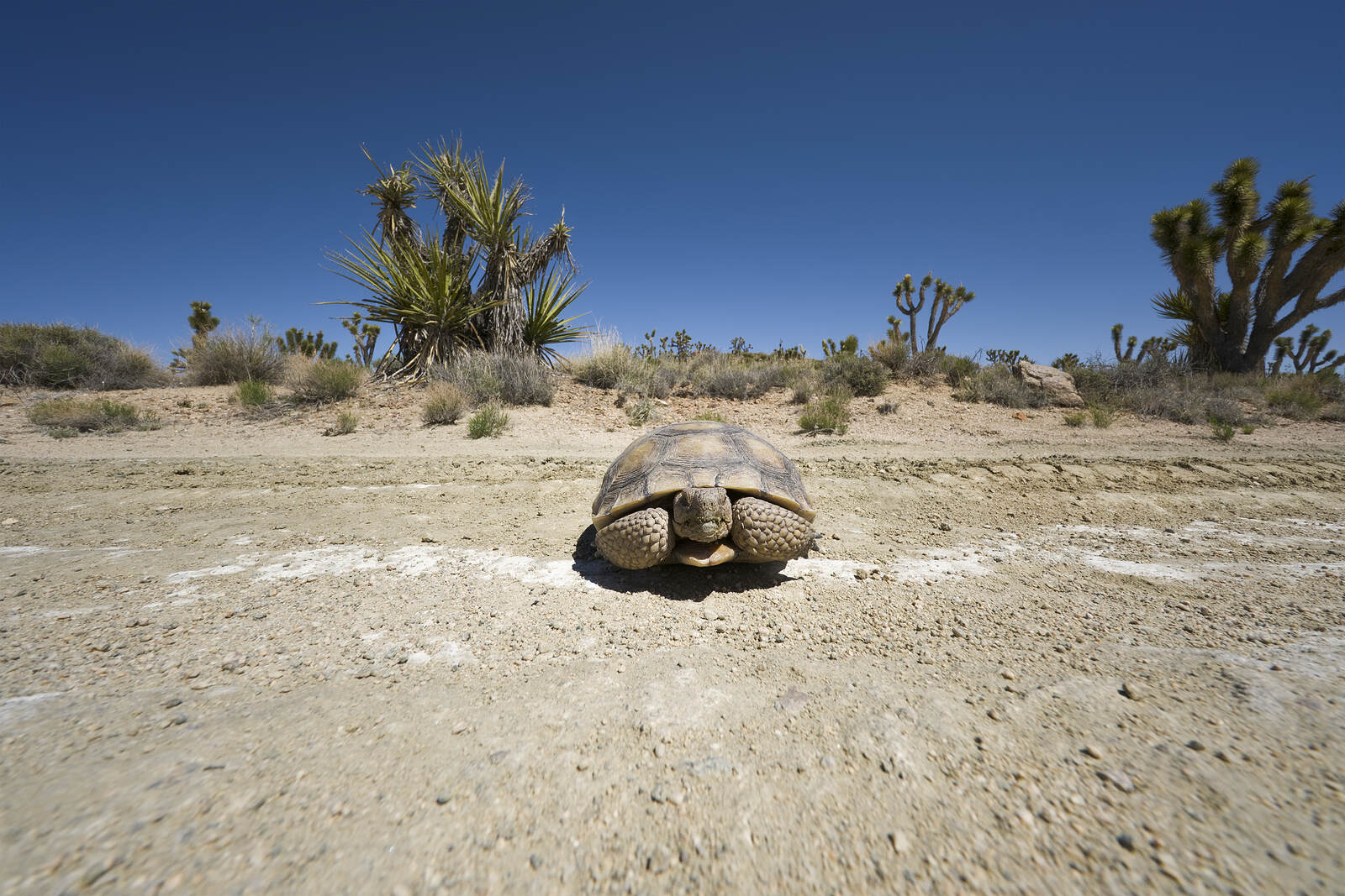 Hidden-Gems-Of-Nevada8217s-Desert-Tortoise-Conservation-Area hidden-gems-of-nevadas-desert-tortoise-conservation-area