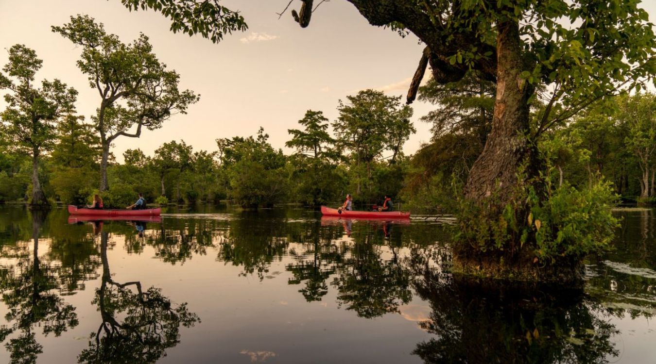 hidden-gems-of-north-carolinas-merchants-millpond-state-park