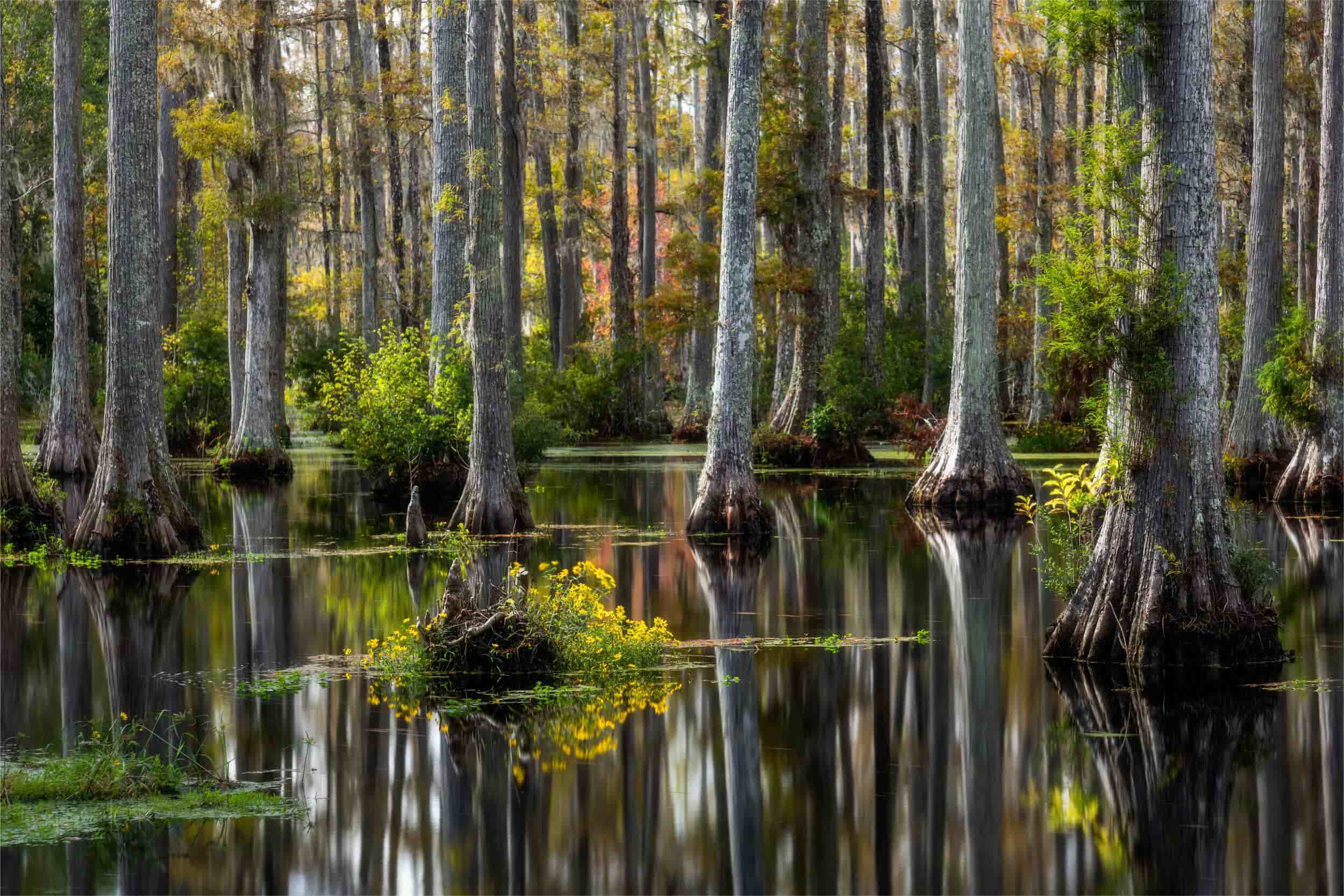 hidden-gems-of-south-carolinas-edisto-river-cypress-gardens