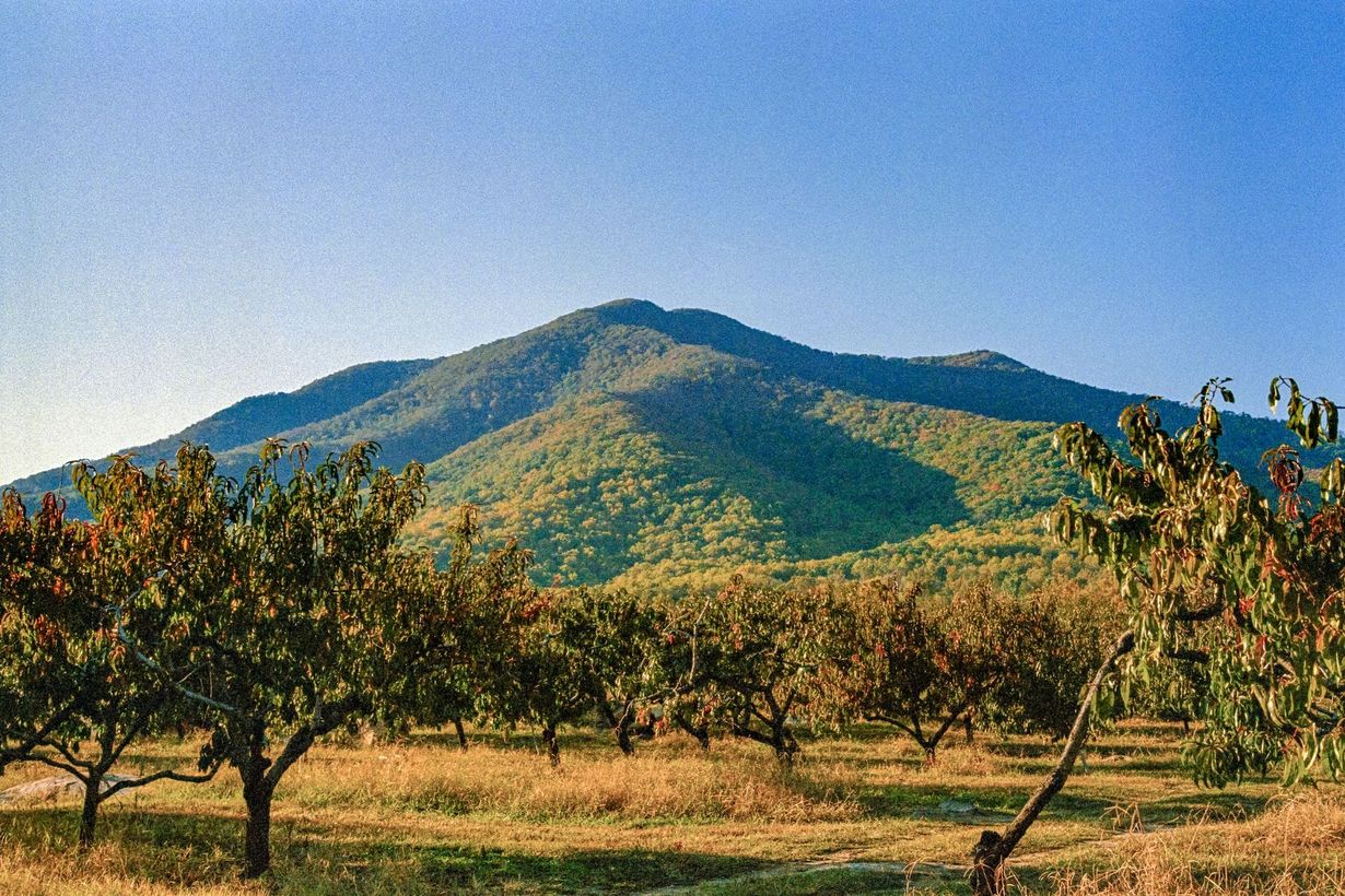 Hidden-Gems-Of-Virginia8217s-Blue-Ridge-Mountain-Apple-Orchards hidden-gems-of-virginias-blue-ridge-mountain-apple-orchards