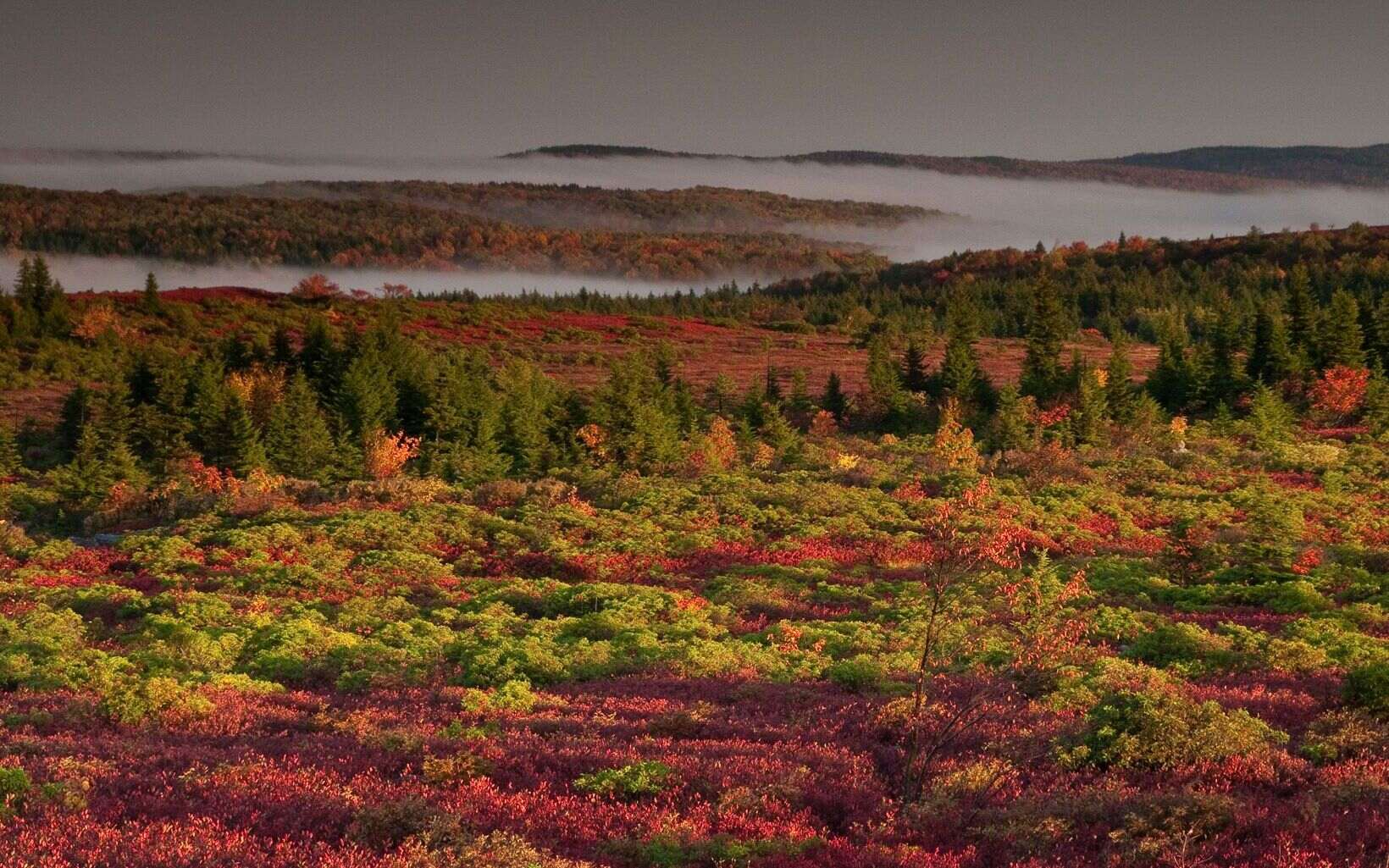 hidden-gems-of-west-virginias-cranberry-wilderness-bear-rocks