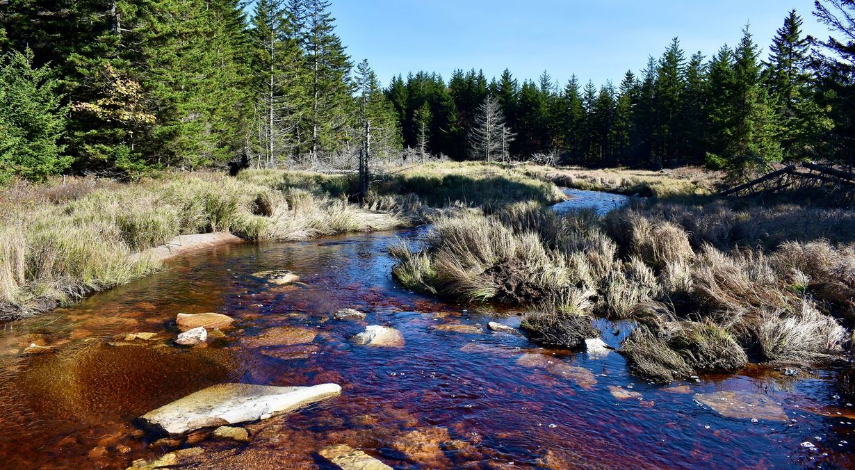 hidden-gems-of-west-virginias-dolly-sods-streams