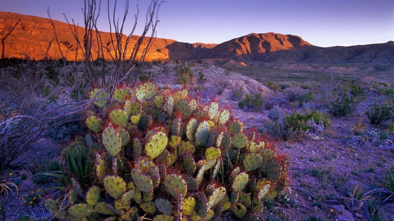 Hidden-Jewel-Toned-Cactus-Gardens-In-Texas8217s-Big-Bend hidden-jewel-toned-cactus-gardens-in-texass-big-bend