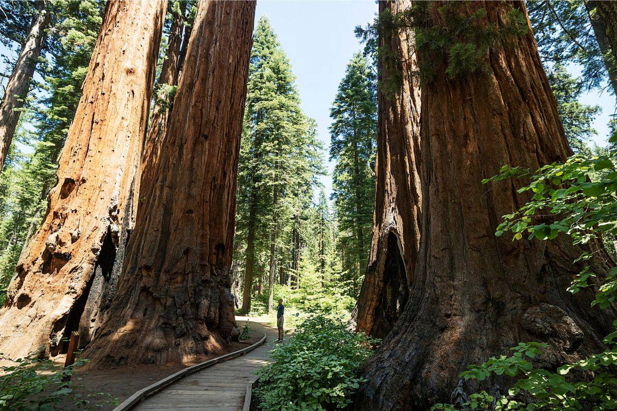 hidden-logging-camp-cookhouses-of-californias-calaveras