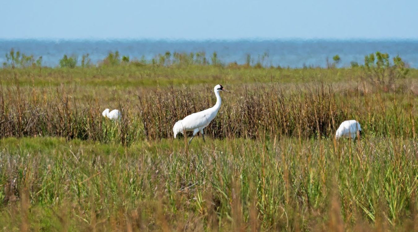 Hidden-Nesting-Secrets-Of-Texas8217s-Aransas-Wildlife-Refuge hidden-nesting-secrets-of-texass-aransas-wildlife-refuge