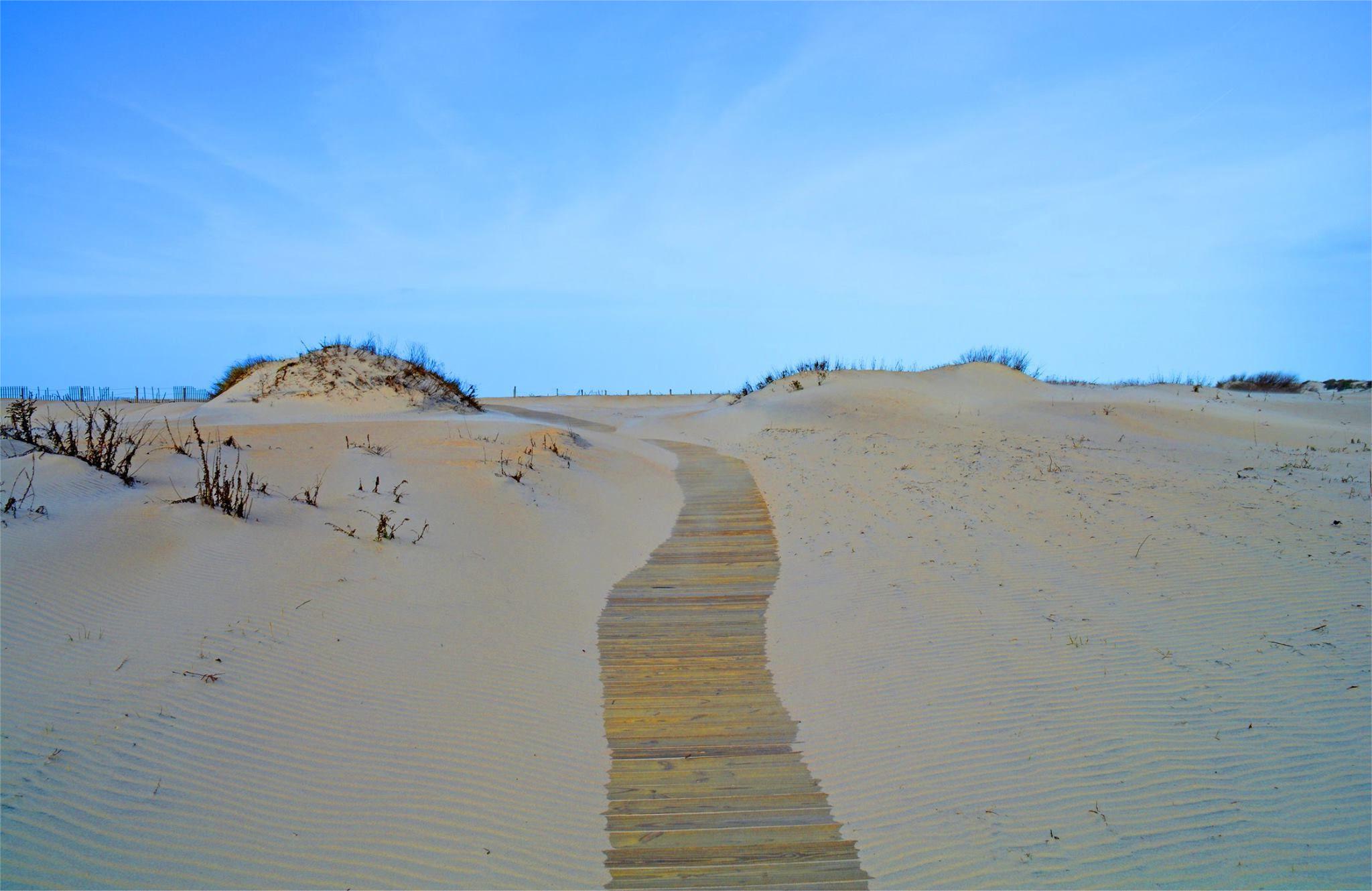 hidden-paths-of-assateague-islands-sand-routes
