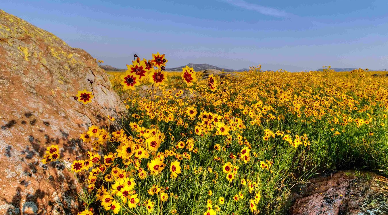 Hidden-Prairie-Wildflower-Fields-In-Oklahoma8217s-Wichita-Mountains hidden-prairie-wildflower-fields-in-oklahomas-wichita-mountains