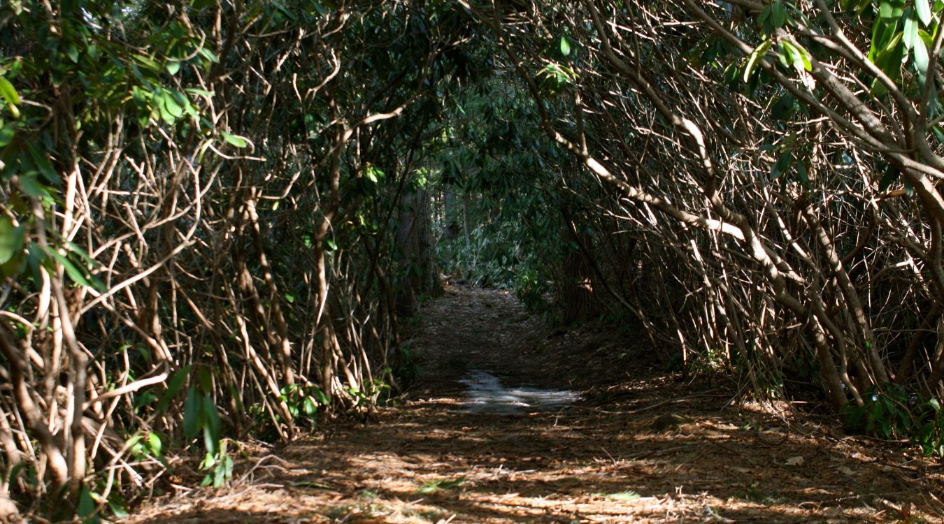 hidden-rhododendron-tunnels-in-georgias-chattahoochee-forest