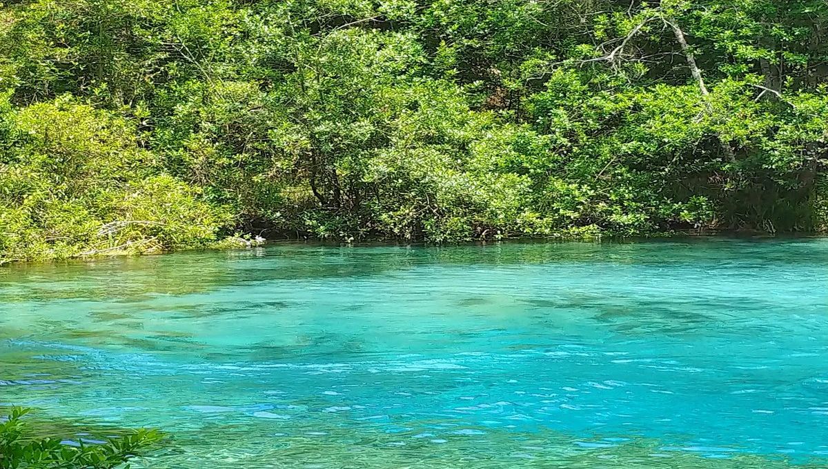 Hidden-Springs-Of-Florida8217s-Ichetucknee-Forest hidden-springs-of-floridas-ichetucknee-forest