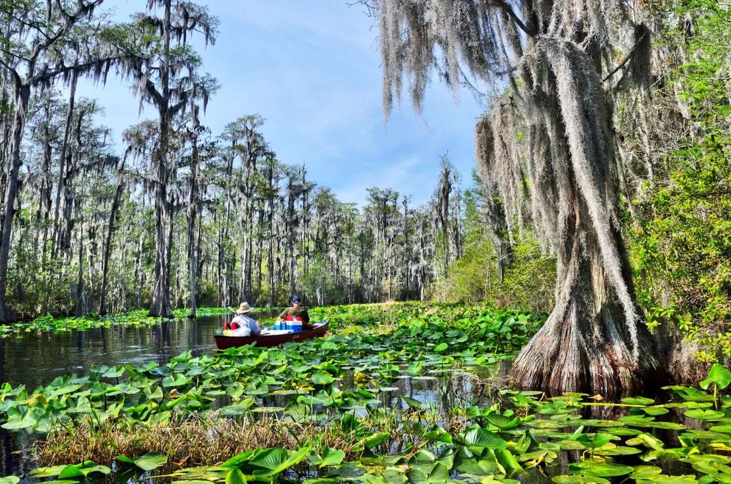 hidden-springs-of-georgias-okefenokee
