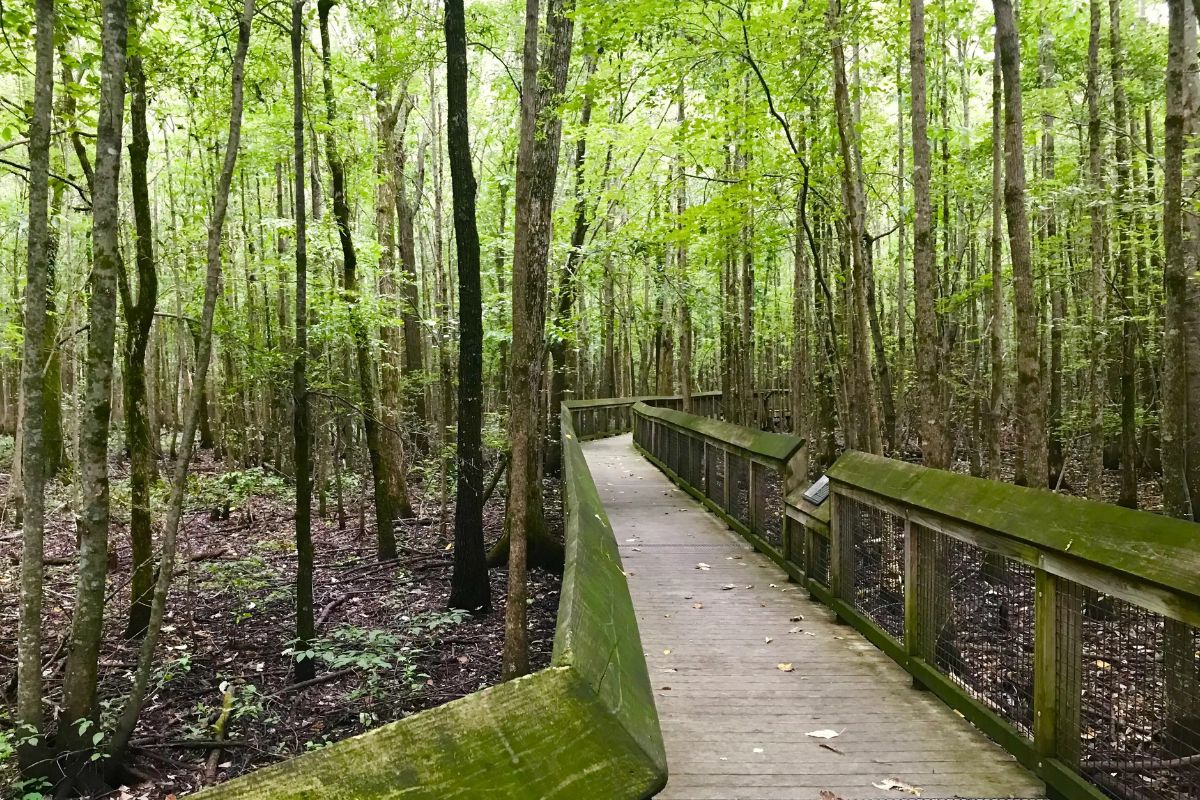 hidden-trails-of-arkansass-dagmar-wildlife-area