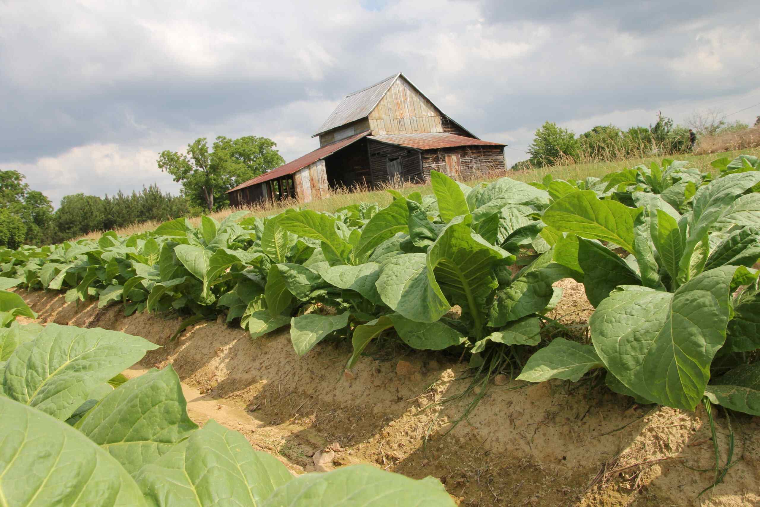 hidden-treasures-of-virginias-tobacco-farm-country