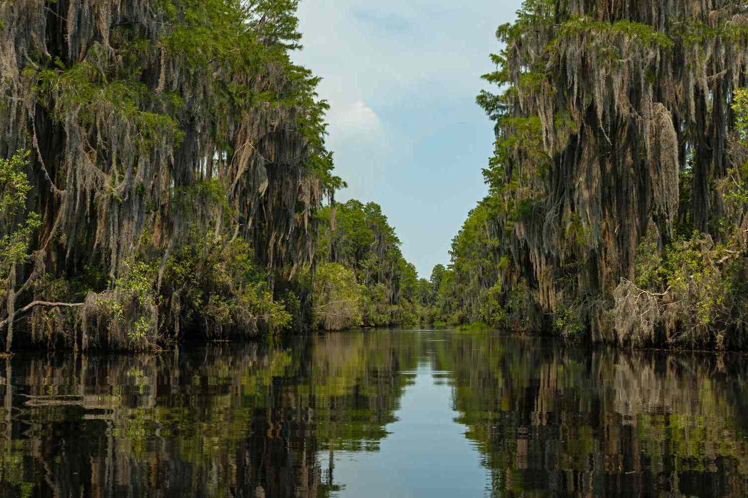 Hidden-Waterholes-Of-Georgia8217s-Okefenokee-Swamp hidden-waterholes-of-georgias-okefenokee-swamp