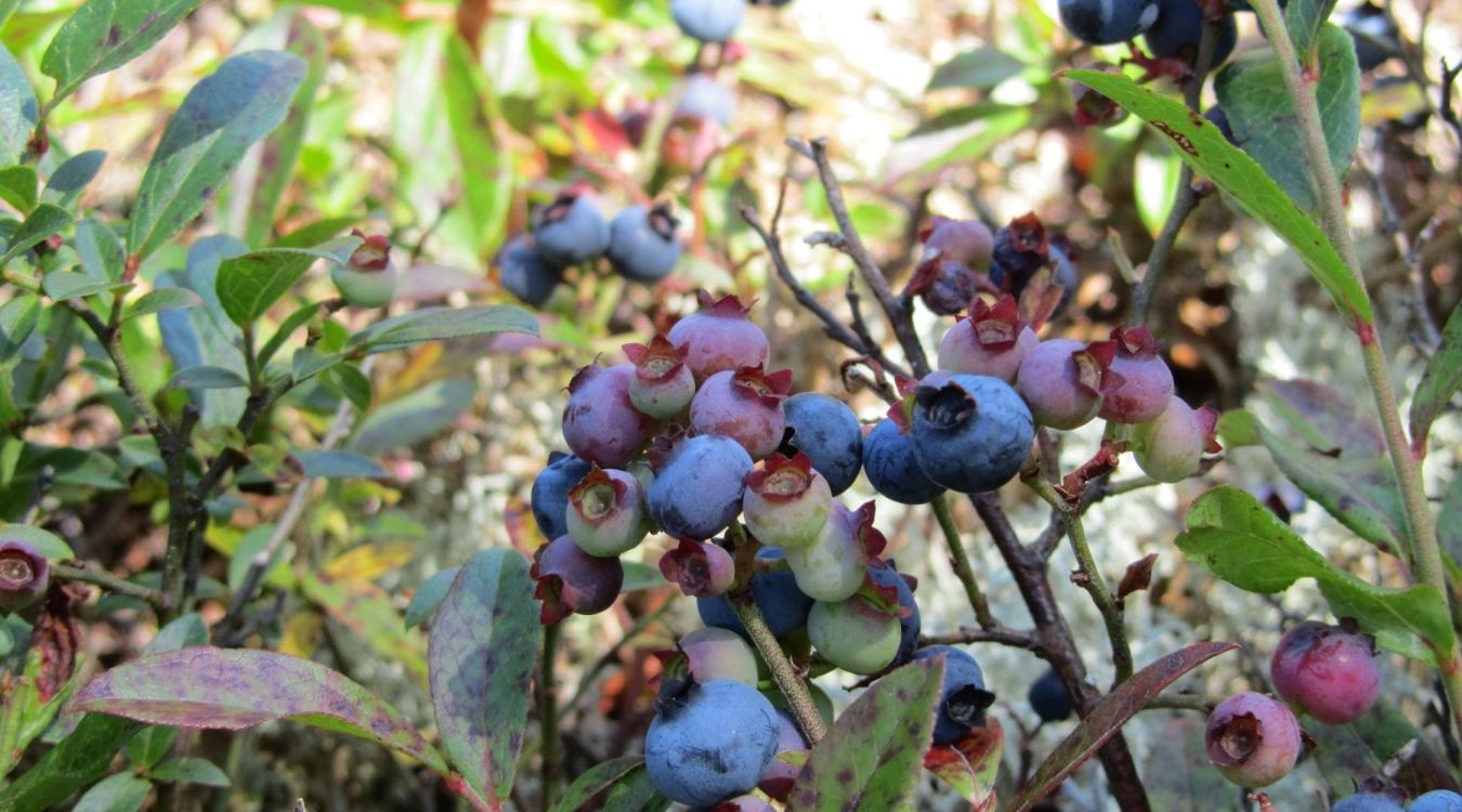 Hidden-Wild-Berry-Patches-Along-Maine8217s-Appalachian-Trail hidden-wild-berry-patches-along-maines-appalachian-trail