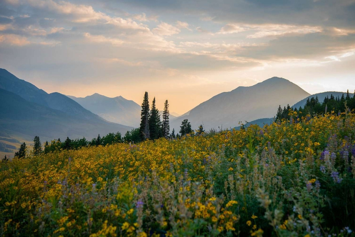 Hidden-Wildflower-Meadows-Of-Colorado8217s-Crested-Butte hidden-wildflower-meadows-of-colorados-crested-butte