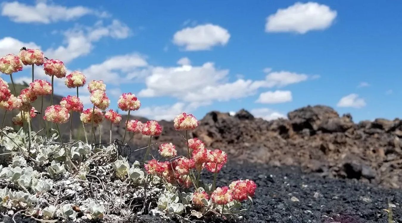 hidden-wildflower-meadows-of-idahos-craters-of-the-moon