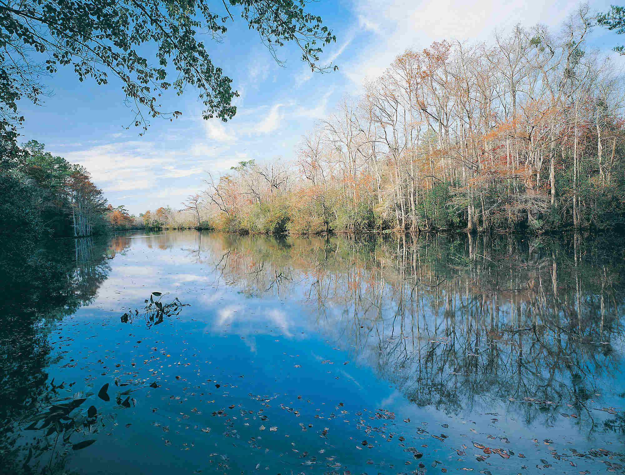 hidden-wonders-of-alabamas-mobile-delta-swamps