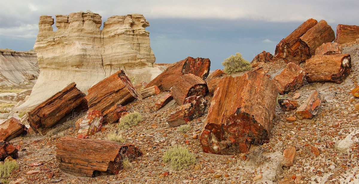 hidden-wonders-of-arizonas-petrified-forest-national-park
