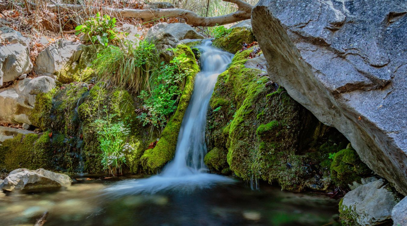 hidden-wonders-of-arizonas-ramsey-canyon-hummingbird-sanctuary