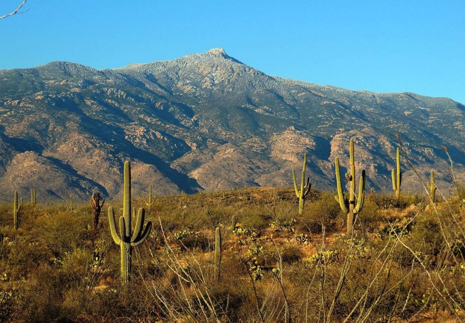hidden-wonders-of-arizonas-saguaro-national-park-rincon-mountain