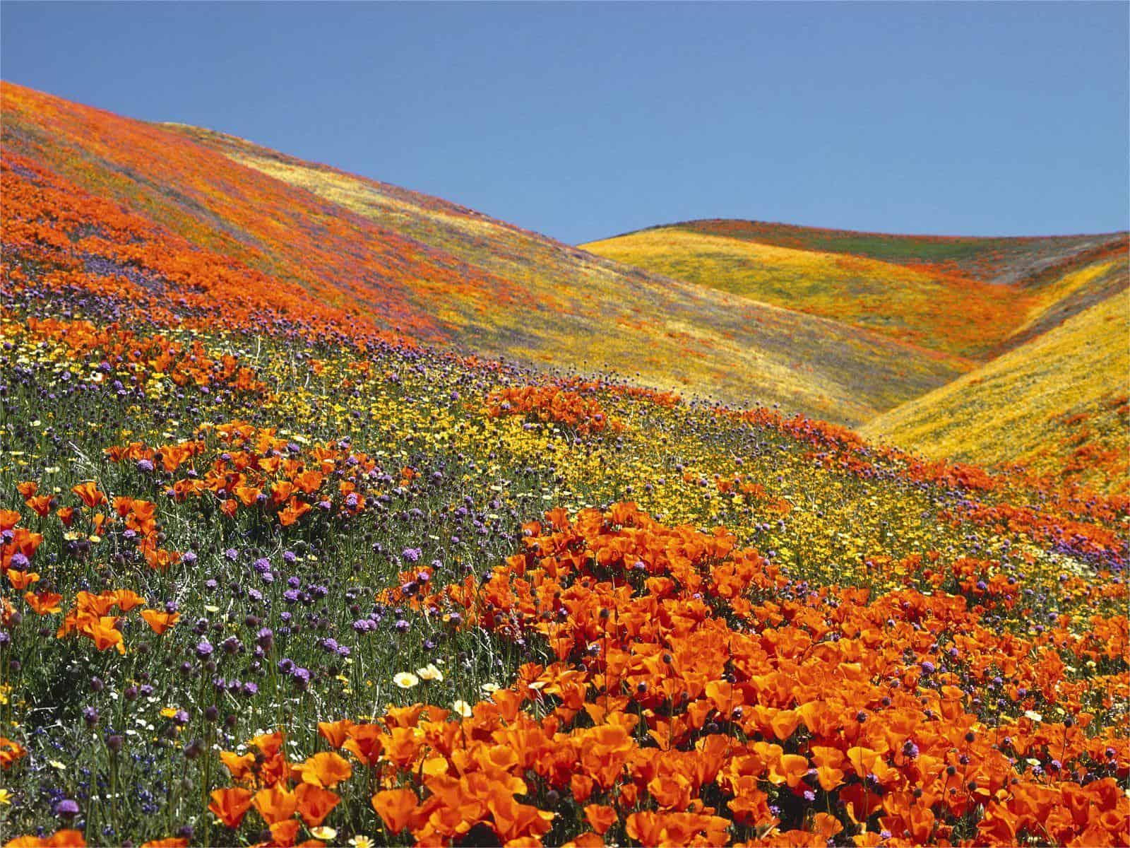 hidden-wonders-of-californias-antelope-valley-flower-fields