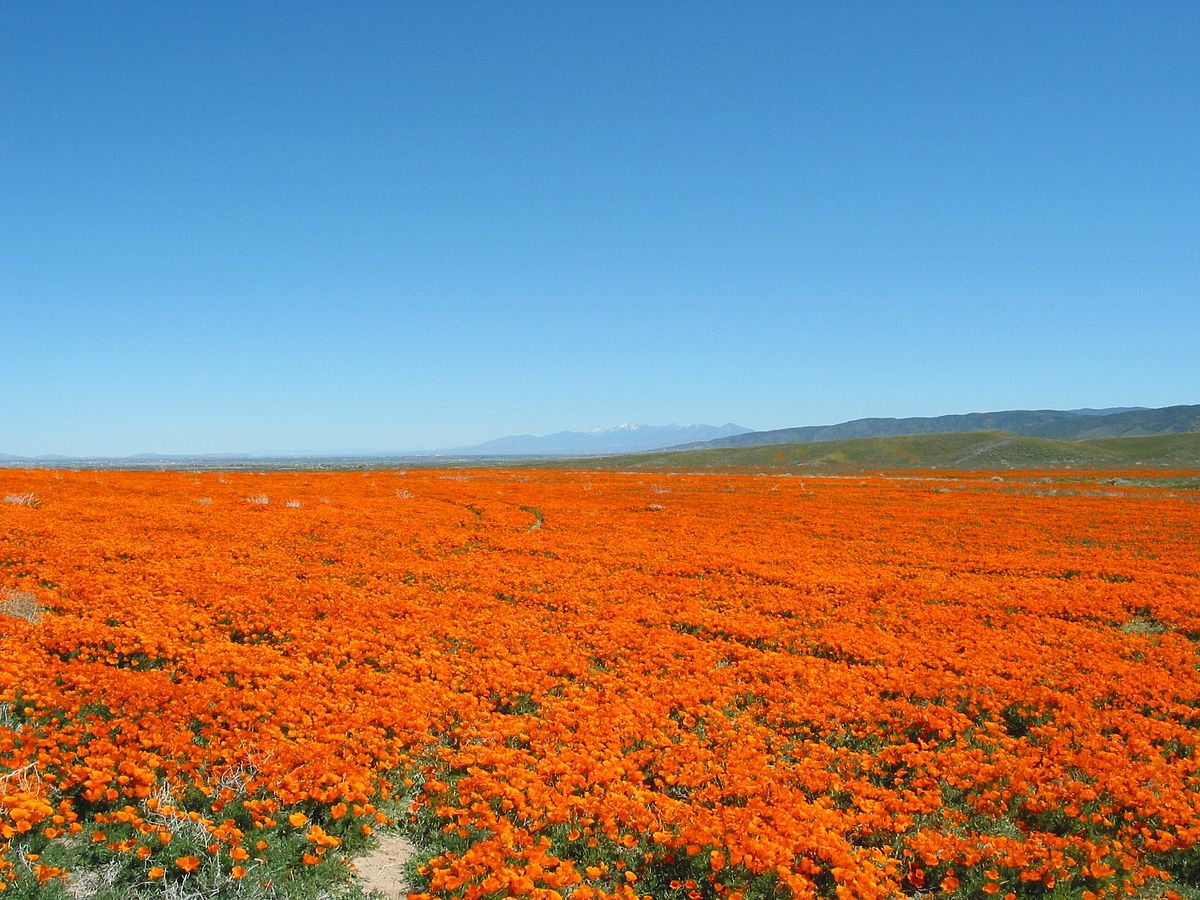 hidden-wonders-of-californias-antelope-valley-wildflowers