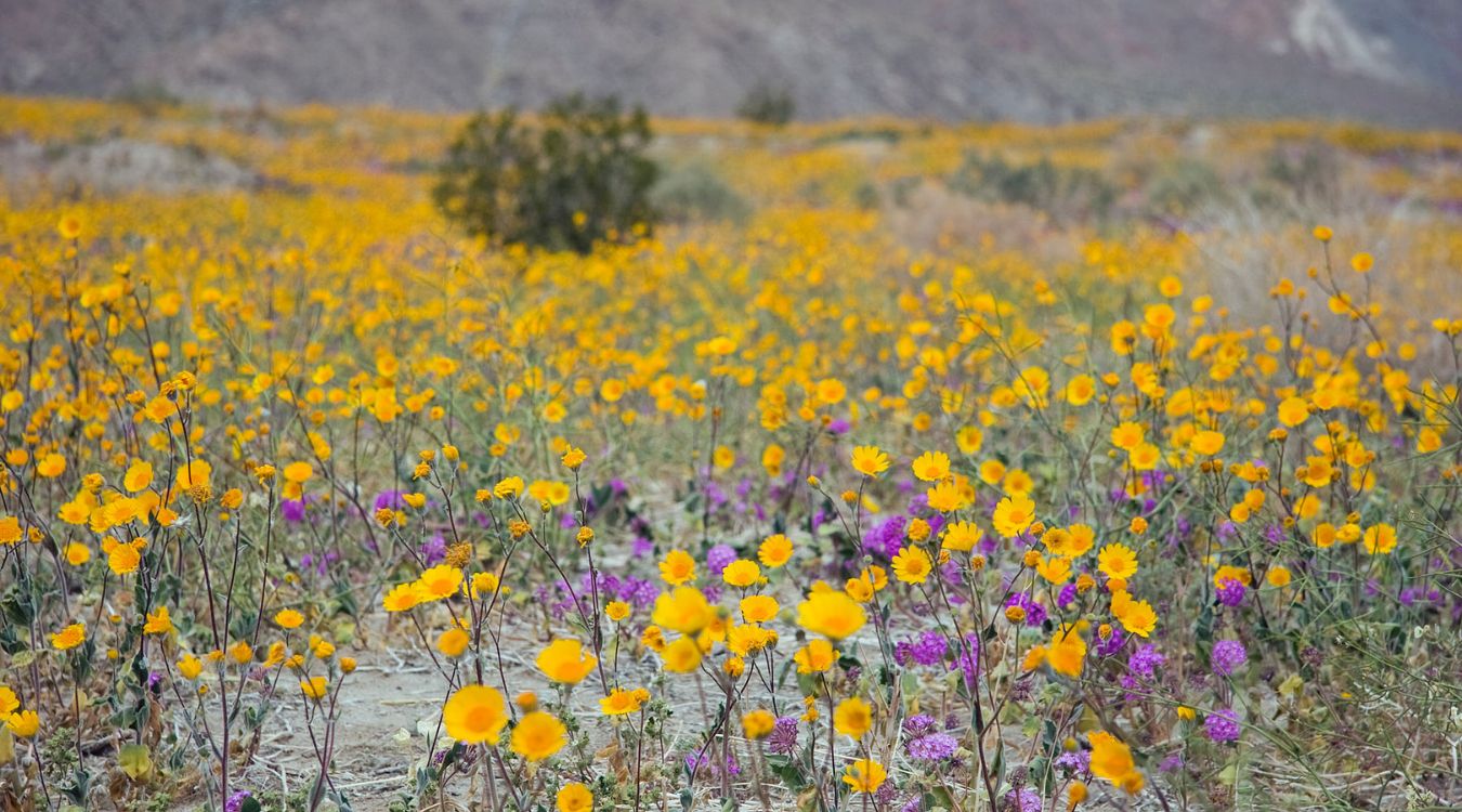 Hidden-Wonders-Of-California8217s-Anza-Borrego-Wildflower-Fields hidden-wonders-of-californias-anza-borrego-wildflower-fields