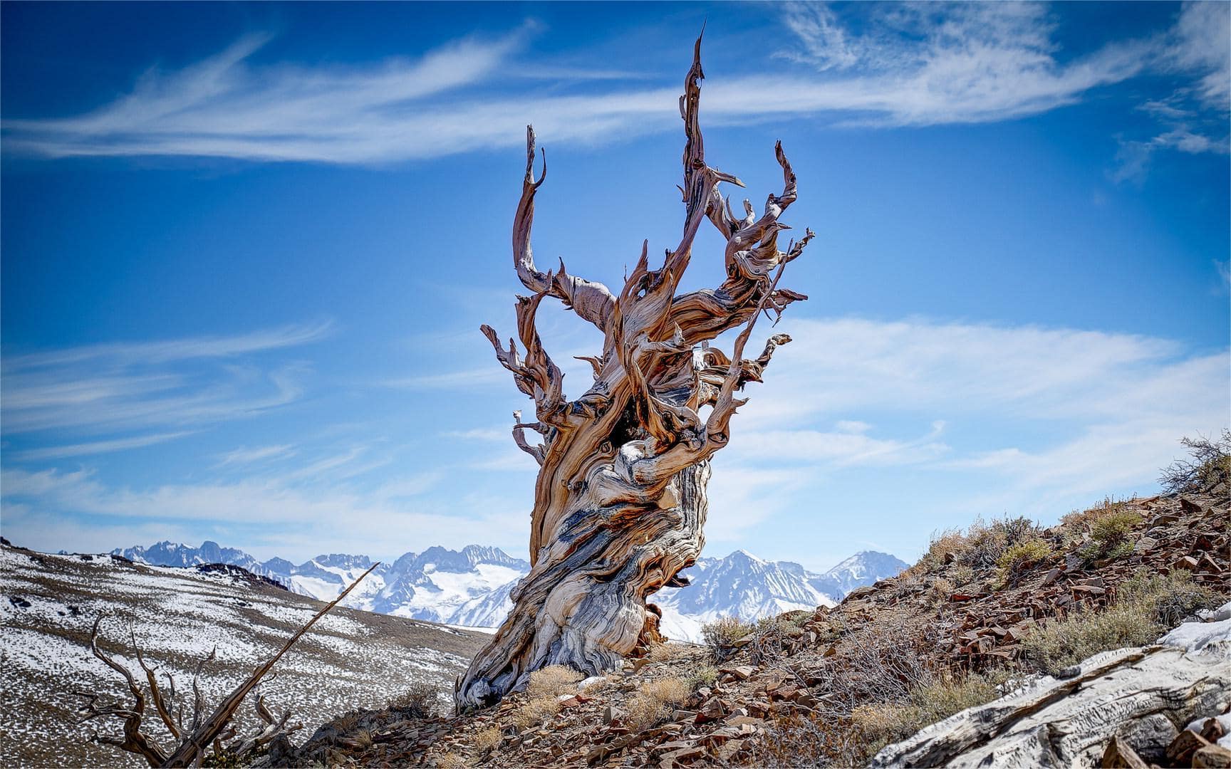 hidden-wonders-of-californias-bristlecone-pine-forest