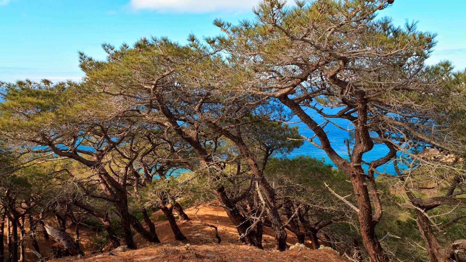 hidden-wonders-of-californias-channel-islands-torrey-pine-groves