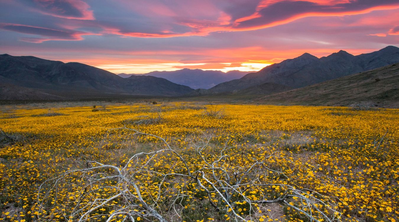 Hidden-Wonders-Of-California8217s-Death-Valley-Wildflowers hidden-wonders-of-californias-death-valley-wildflowers