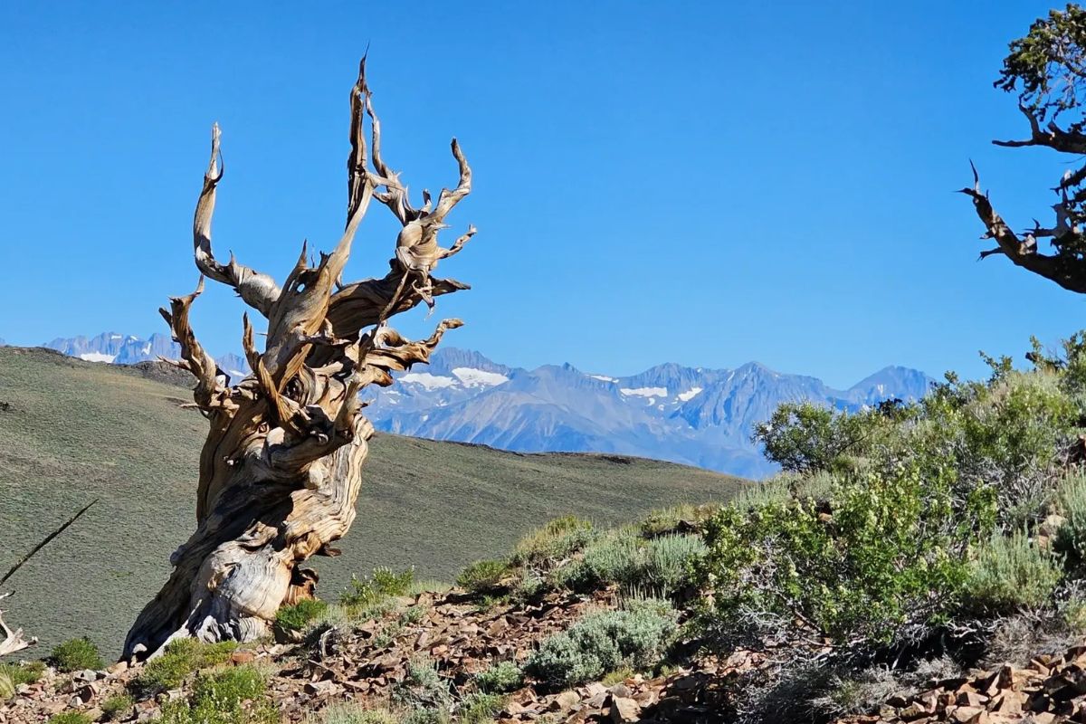 hidden-wonders-of-californias-eastern-sierra-bristlecone-pines