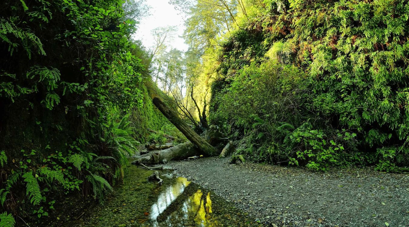 hidden-wonders-of-californias-prairie-creek-redwoods-fern-canyon
