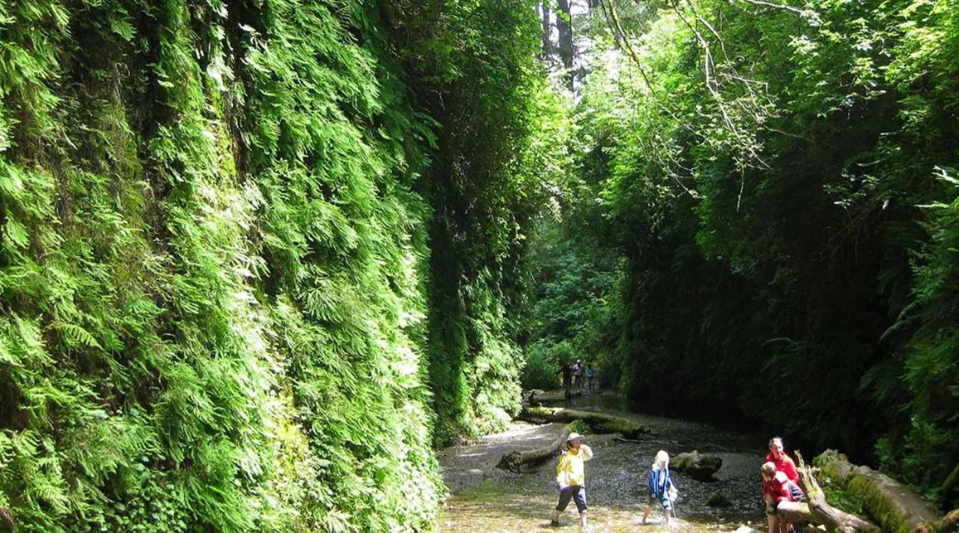 hidden-wonders-of-californias-redwood-national-park-fern-canyon