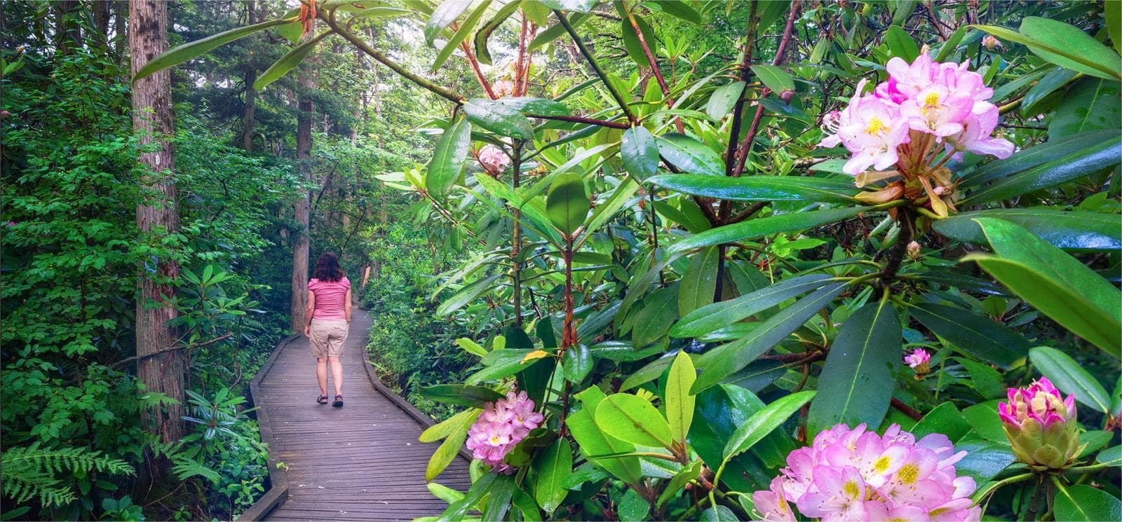 hidden-wonders-of-connecticuts-pachaug-state-forest-rhododendron-sanctuary