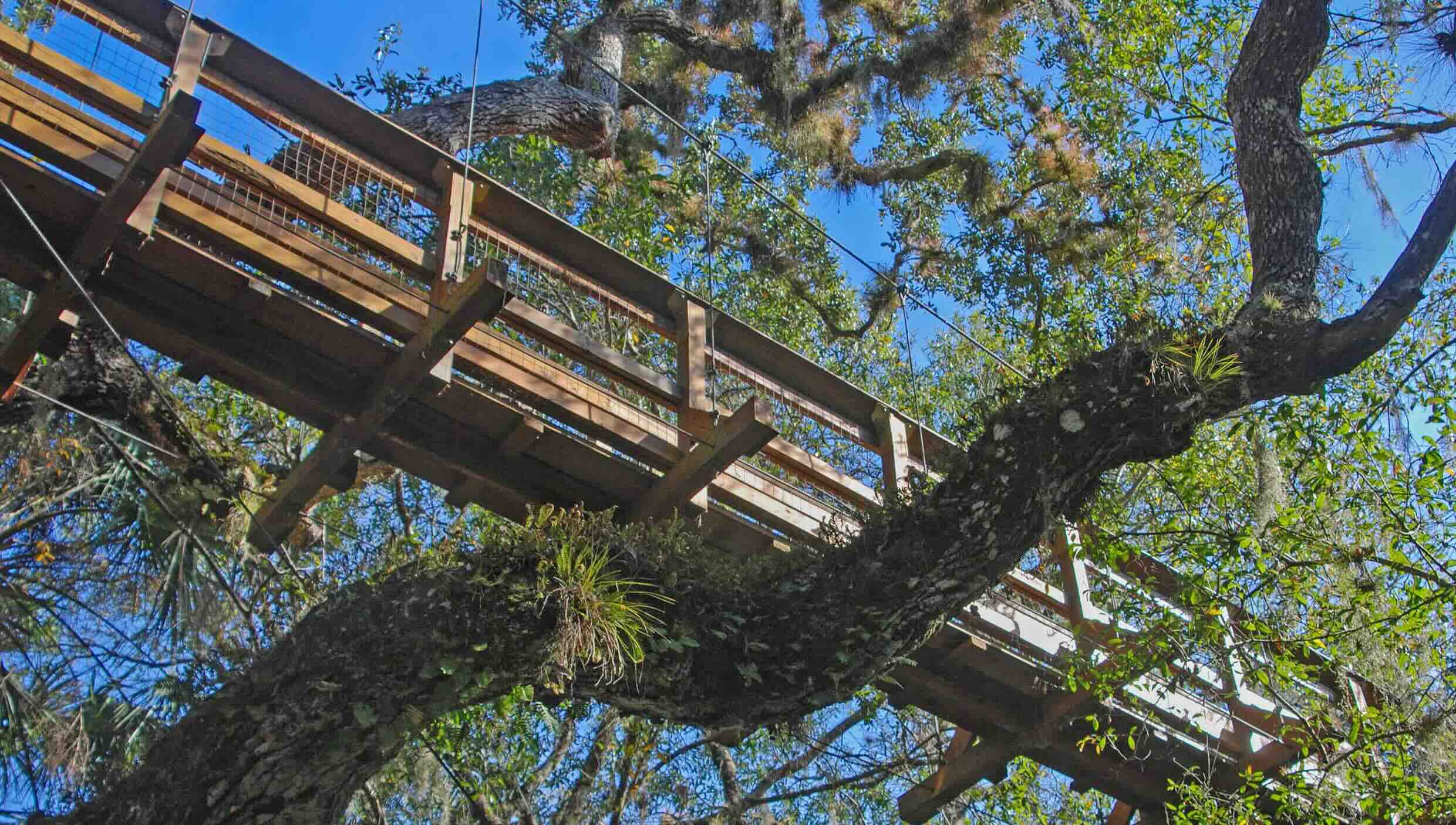 hidden-wonders-of-floridas-myakka-river-state-park-canopy-walkway