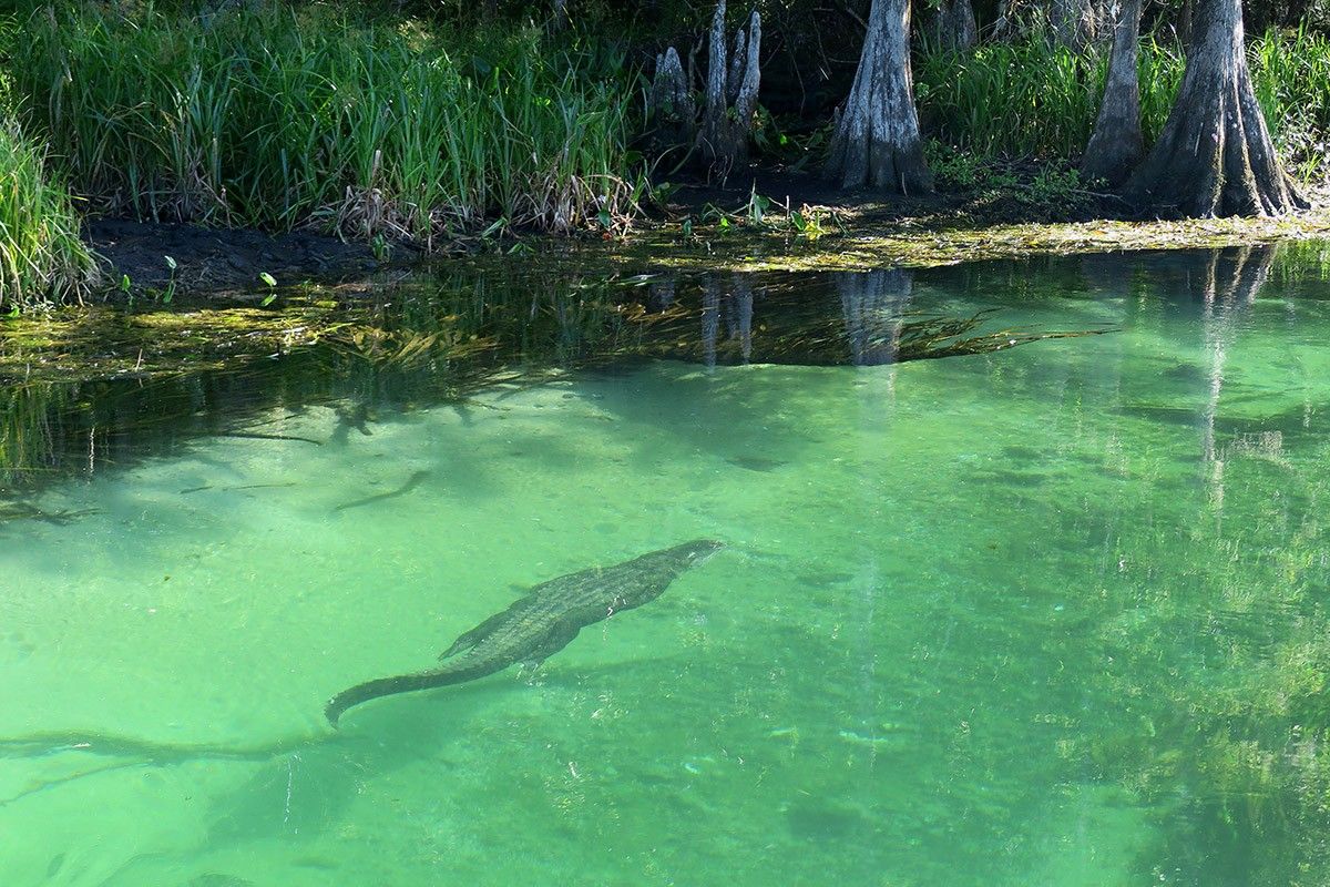 hidden-wonders-of-floridas-wakulla-springs