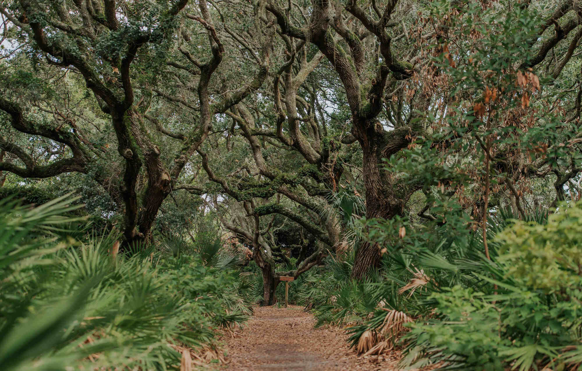 hidden-wonders-of-georgias-cumberland-island-maritime-forest