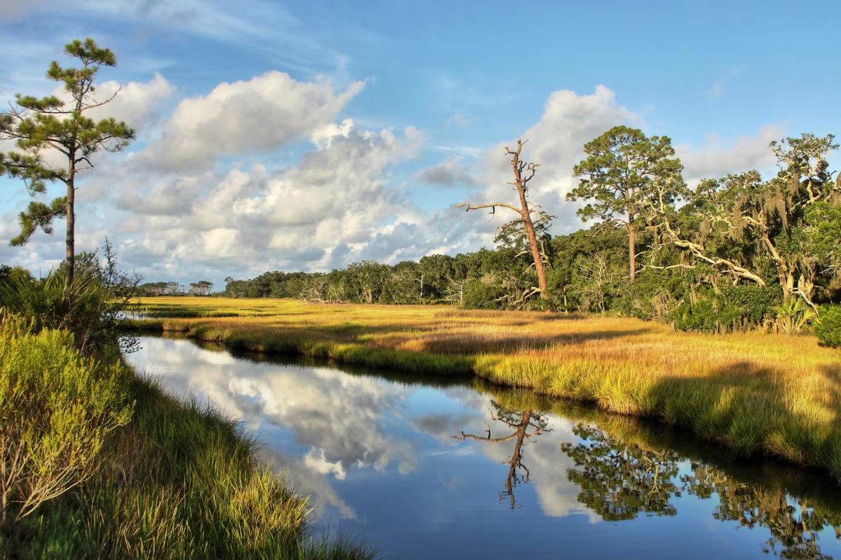 hidden-wonders-of-georgias-golden-isles-maritime-forests