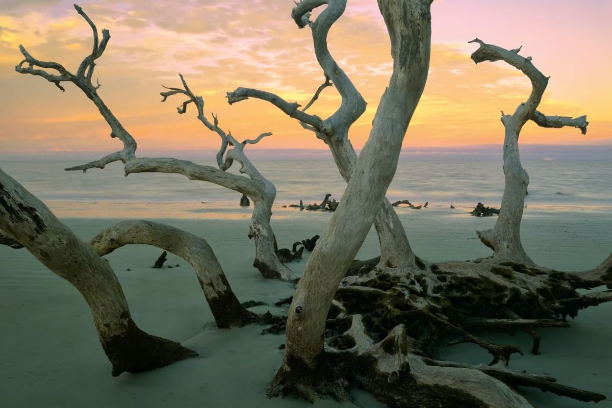 hidden-wonders-of-georgias-golden-isles-salt-marshes