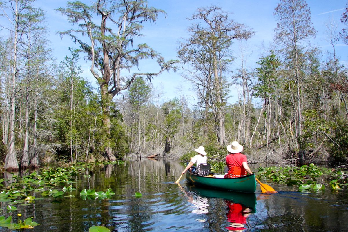 Hidden-Wonders-Of-Georgia8217s-Okefenokee-Canal-Run hidden-wonders-of-georgias-okefenokee-canal-run