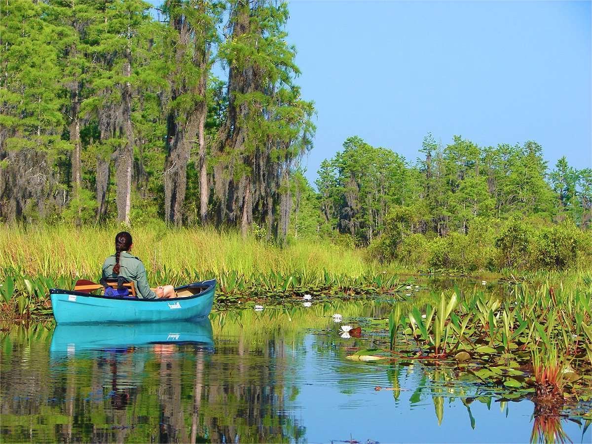 Hidden-Wonders-Of-Georgia8217s-Okefenokee-Swamp-Canoe-Trails hidden-wonders-of-georgias-okefenokee-swamp-canoe-trails