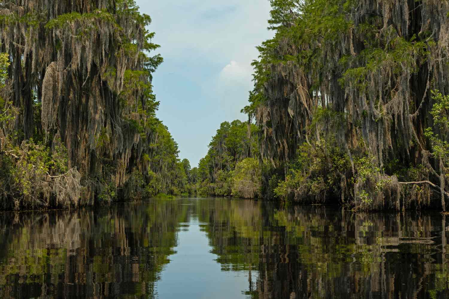 Hidden-Wonders-Of-Georgia8217s-Okefenokee-Swamp-Cypress-Forests hidden-wonders-of-georgias-okefenokee-swamp-cypress-forests
