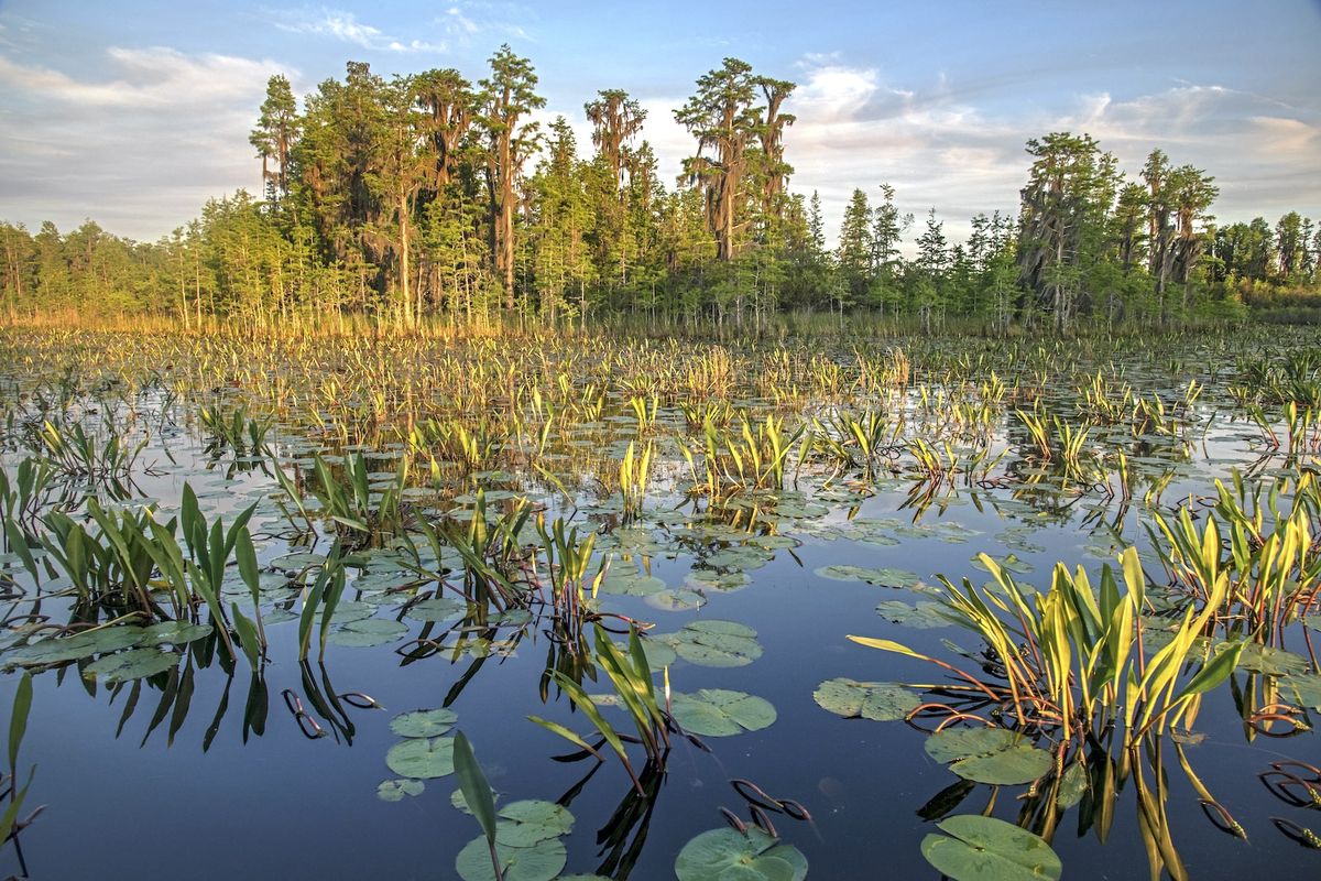 hidden-wonders-of-georgias-okefenokee-swamp-prairie-islands