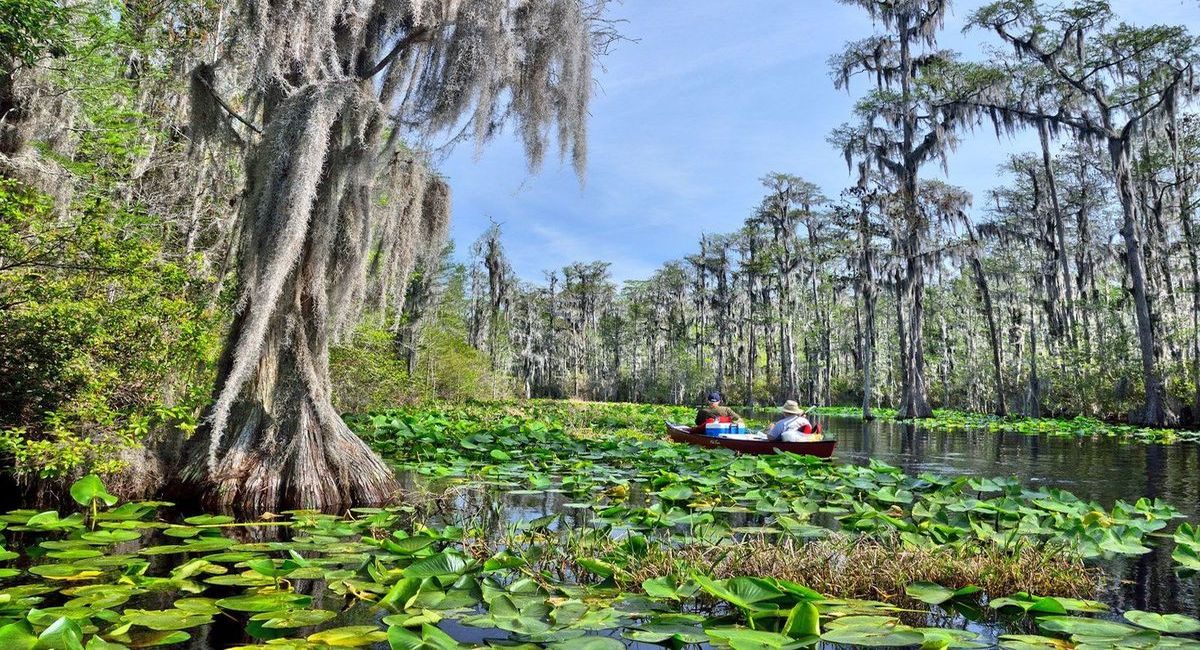 hidden-wonders-of-georgias-okefenokee-swamp-prairies