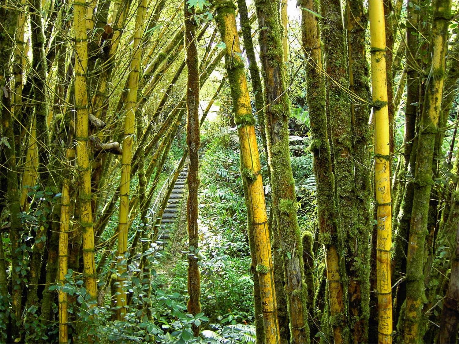 hidden-wonders-of-hawaiis-akaka-falls-bamboo-forest