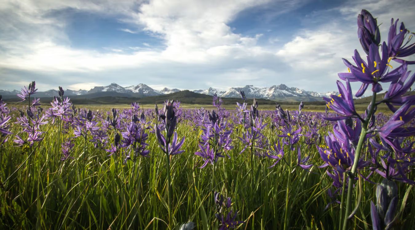 hidden-wonders-of-idahos-sawtooth-wildflower-meadows